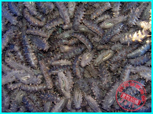 济元即食刺参